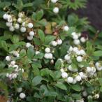  луговые и горные травы. рассада 26 год 3 месяц средний последняя декада предварительный заказ рисовые клецки. дерево 3-3.5 номер pot 