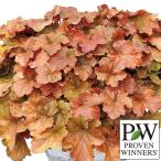 草花の苗26年2月中下旬予約ヒュー...