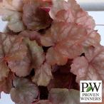 草花の苗26年2月中下旬予約ヒュー...