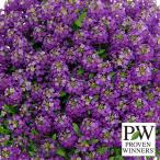 草花の苗26年2月中下旬予約スーパ...