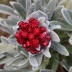 草花の苗26年3月中下旬予約ヘリク...