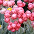 草花の苗26年3月中下旬予約ヘリク...