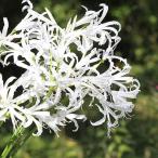 球根26年3月中下旬予約ネリネエー...