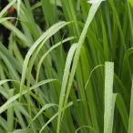 ハーブの苗26年3月中下旬予約レモ...