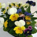 草花の苗/25年10月中下旬予約ビ...