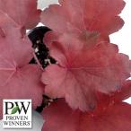 草花の苗26年2月中下旬予約ヒュー...