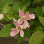 クレマチスの苗26年2月中下旬予約...