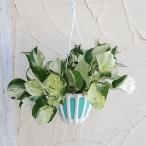 観葉植物26年3月中下旬予約ポトス...