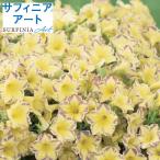 草花の苗26年3月中下旬予約ペチュ...