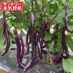 野菜の苗26年4月下旬予約ナスぶら...