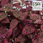 草花の苗26年4月下旬予約ガーデン...