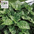 草花の苗26年4月下旬予約ガーデン...