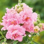 草花の苗26年3月中下旬予約キンギ...