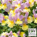 草花の苗26年2月中下旬予約ネメシ...