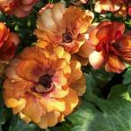 草花の苗/23年1月中下旬予約 ラナンキュラス：ラックス　サティロス3.5〜4号ポット