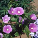 草花の苗/25年6月中下旬予約 アノダ：キャンディ カップ3〜3.5号ポット