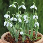 球根/25年8月下旬予約スノードロ...