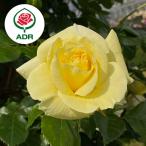 バラの苗/25年11月中下旬予約つ...