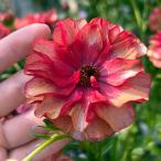 草花の苗/23年1月中下旬予約 ラナンキュラス：ラックス　ムーサ3.5〜4号ポット