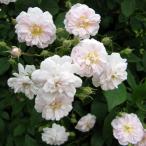 バラの苗26年4月上旬予約つるバラ...