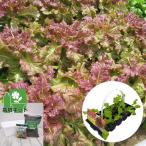  овощи. рассада 26 год 3 месяц средний последняя декада предварительный заказ .. только ... гибрид сельдерея и салата lettuce te потребности красный. рассада 10 полосный упаковка . посадочная машина . земля . удобрение. комплект 