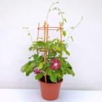 25年6月中下旬予約 アサガオ（朝顔）：団十郎（だんじゅうろう）6号鉢植え