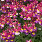 草花の苗26年2月中下旬予約ネメシ...