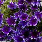 草花の苗26年4月上旬予約フロック...