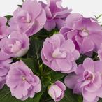 草花の苗26年4月上旬予約ニューギ...