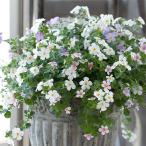 草花の苗26年3月中下旬予約バコパ...