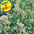 野菜の苗26年3月中下旬予約Neo...