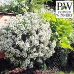 草花の苗26年5月中下旬予約スーパ...