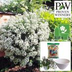 草花の苗26年5月中下旬予約スーパ...