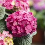 花木庭木の苗春の鉢花予約アジサイサ...