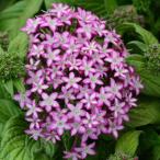 草花の苗 26年5月中下旬予約 ペンタス ギャラクシー 