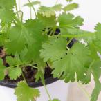 ハーブの苗26年4月下旬予約アジア...