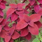 草花の苗26年5月中下旬予約コリウ...