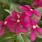 草花の苗/25年6月中下旬予約 ニチニチソウ（ビンカ）：スターカイト　コーラルピンク3号ポット