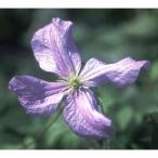 クレマチスの苗26年2月中下旬予約...