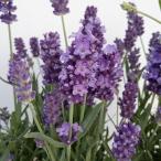 ハーブの苗26年5月中下旬予約ラベ...