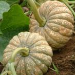 野菜の苗26年4月下旬予約会津野菜...