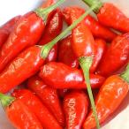 野菜の苗 26年4月下旬�