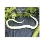  овощи. рассада 26 год 5 месяц средний последняя декада предварительный заказ ....3 номер pot 