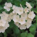 草花の苗26年2月中下旬予約フロッ...