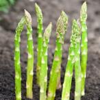 野菜の苗/25年11月中下旬予約ア...