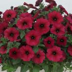 草花の苗26年3月中下旬予約ペチュ...