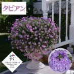 草花の苗26年5月中下旬予約バーベ...