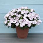 草花の苗/25年6月中下旬予約 サンパチェンス(R)：スイートハート3.5号ポット苗**