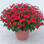 草花の苗/25年6月中下旬予約 サンパチェンス(R)：スカーレット3.5号ポット苗**