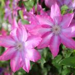 クレマチスの苗26年2月中下旬予約...